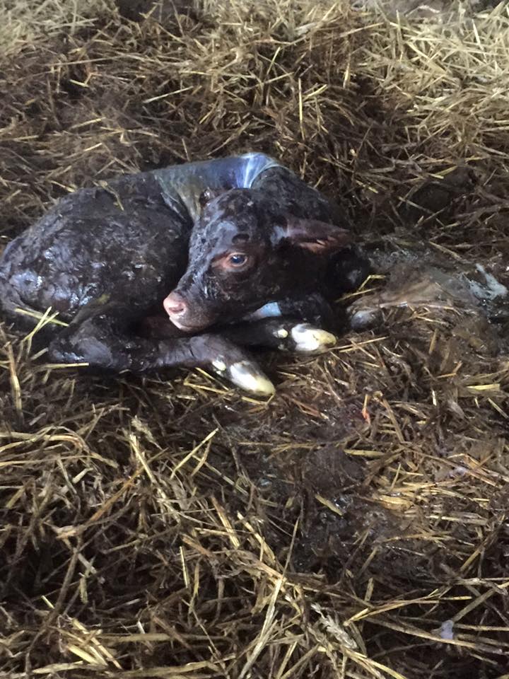 First new heifer calf born for 2016
