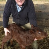 Young calf saved from death