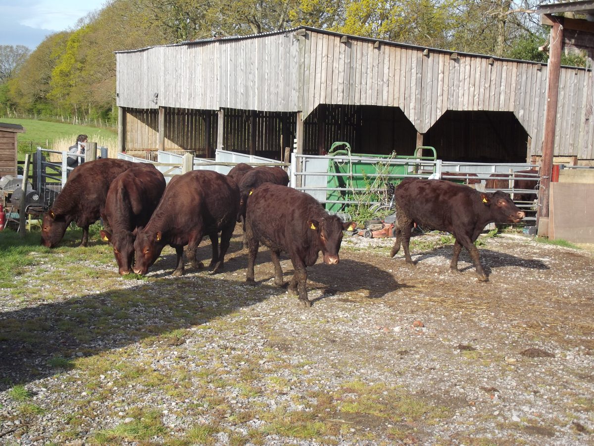 Sussex cattle released for spring grazing